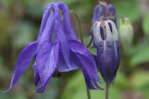 common columbine