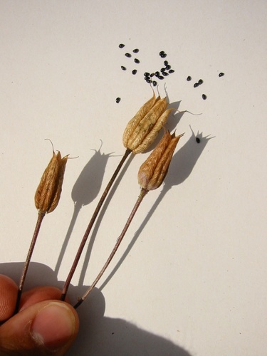 common columbine