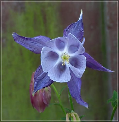 common columbine