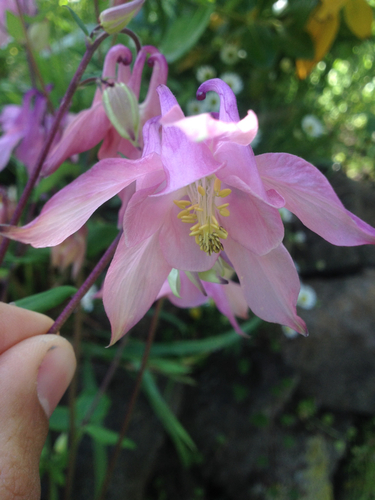 common columbine