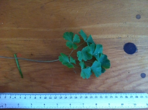 common columbine