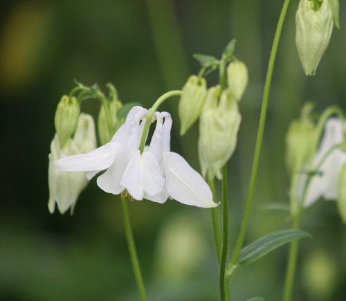common columbine