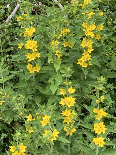 Dotted Loosestrife
