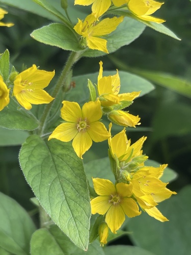 Dotted Loosestrife