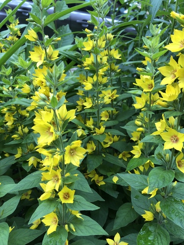 Dotted Loosestrife