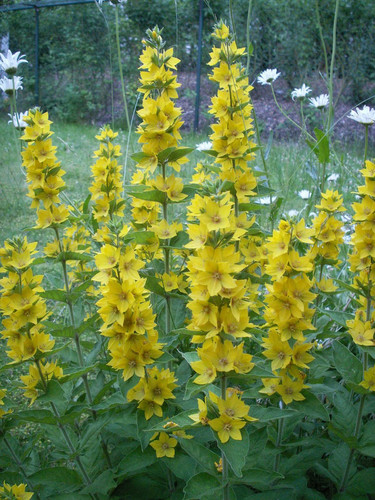 Dotted Loosestrife