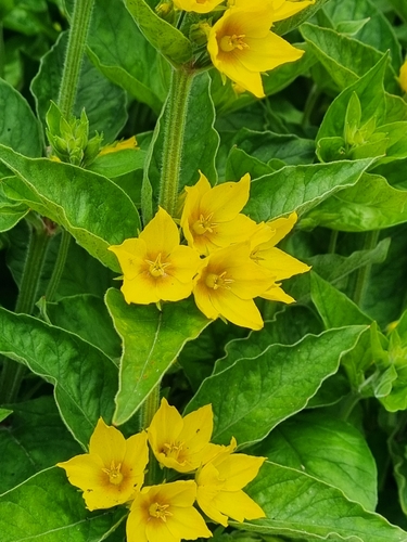 Dotted Loosestrife