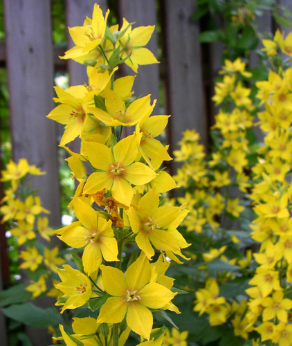 Dotted Loosestrife