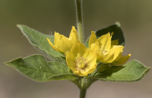 Dotted Loosestrife