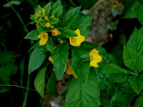 Dotted Loosestrife