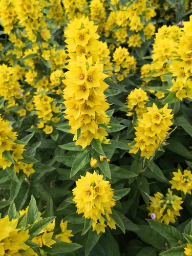 Dotted Loosestrife