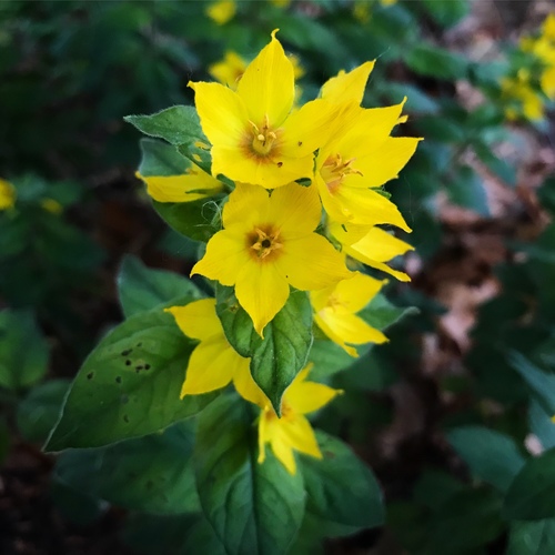 Dotted Loosestrife