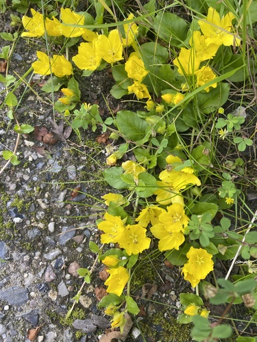 creeping Jenny