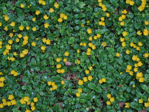 creeping Jenny