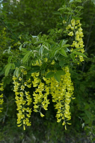Common Laburnum