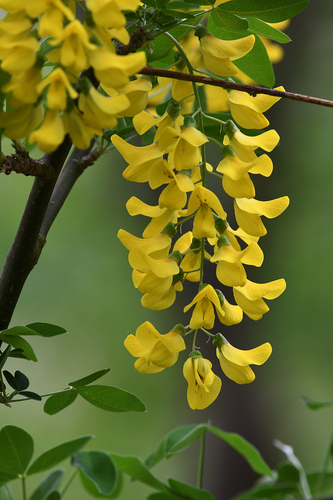 Common Laburnum