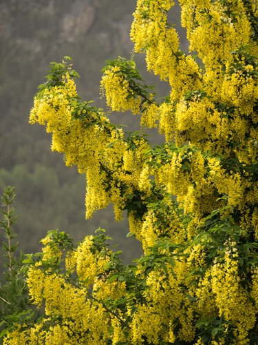 Common Laburnum