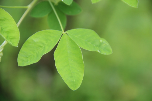 Common Laburnum