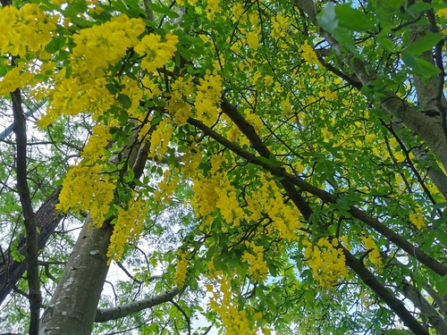 Common Laburnum