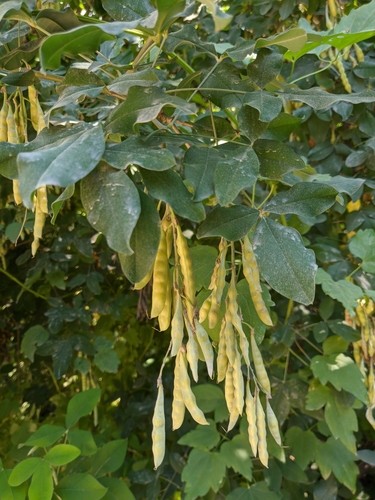 Common Laburnum
