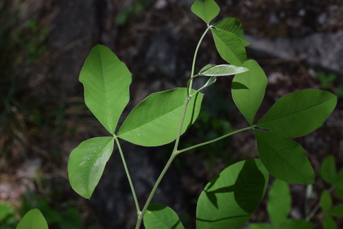 Common Laburnum