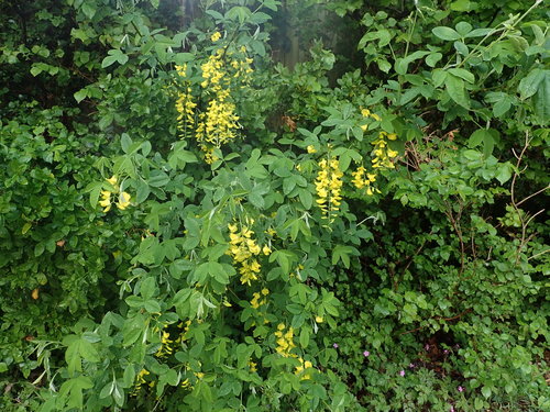 Common Laburnum