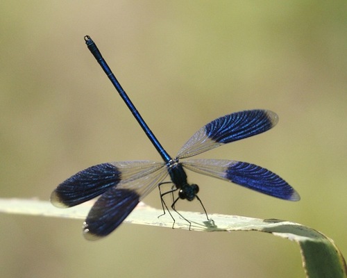 Banded Demoiselle