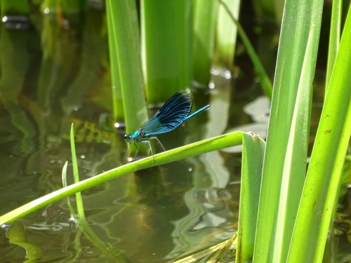 Banded Demoiselle