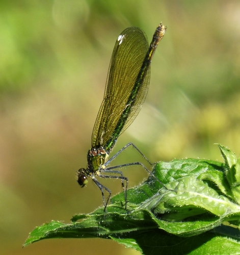 Banded Demoiselle