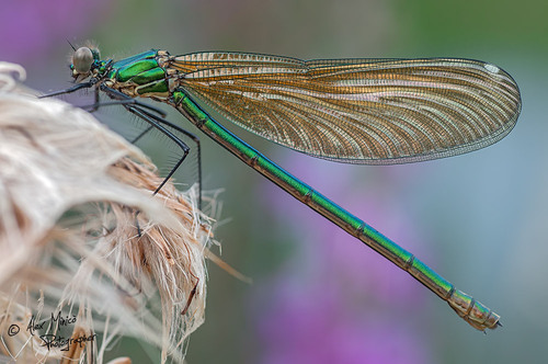 Banded Demoiselle