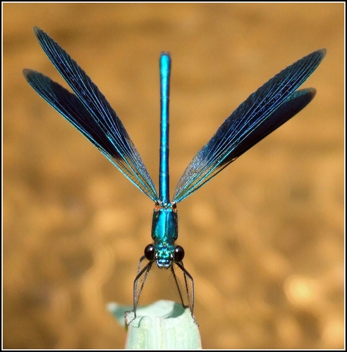Banded Demoiselle