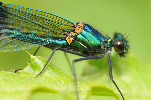 Banded Demoiselle