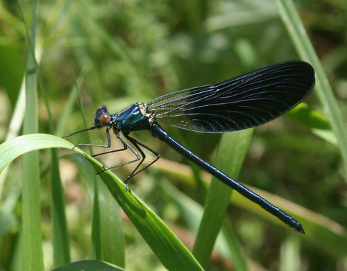 Banded Demoiselle
