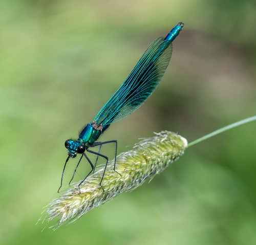 Banded Demoiselle