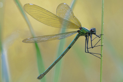 Banded Demoiselle