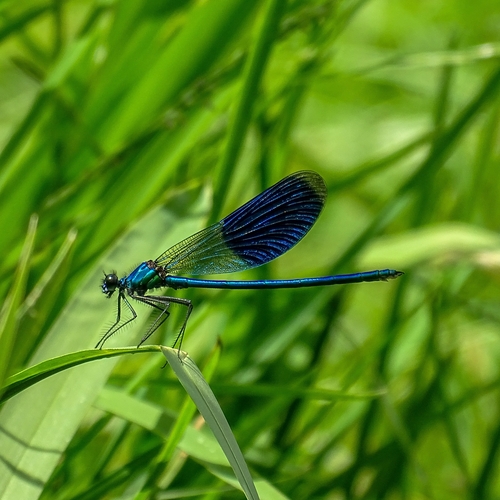 Banded Demoiselle