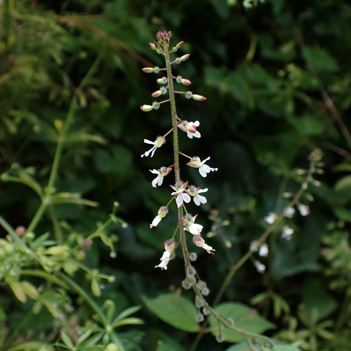 enchanter's-nightshade