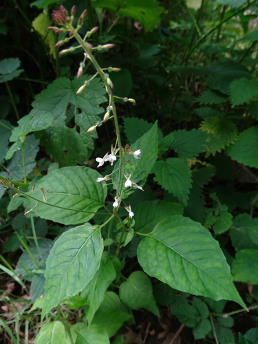 enchanter's-nightshade