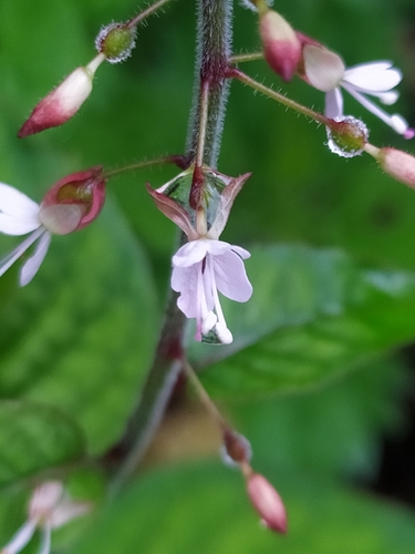enchanter's-nightshade