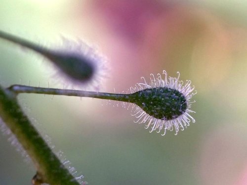 enchanter's-nightshade