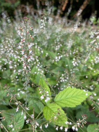enchanter's-nightshade