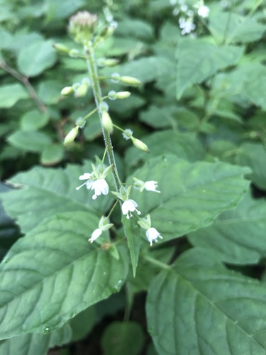 enchanter's-nightshade