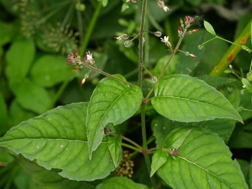 enchanter's-nightshade