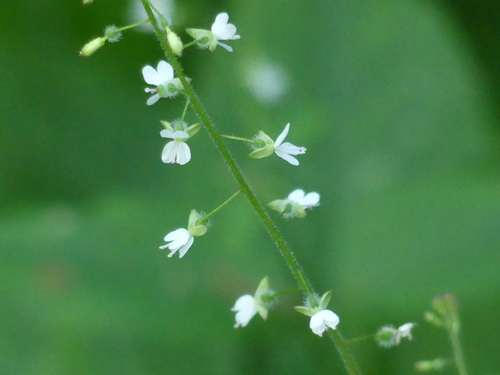 enchanter's-nightshade