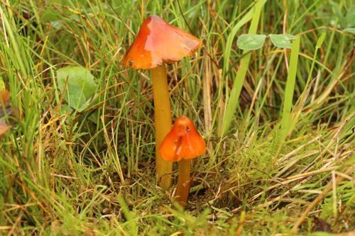 Witch's Hat