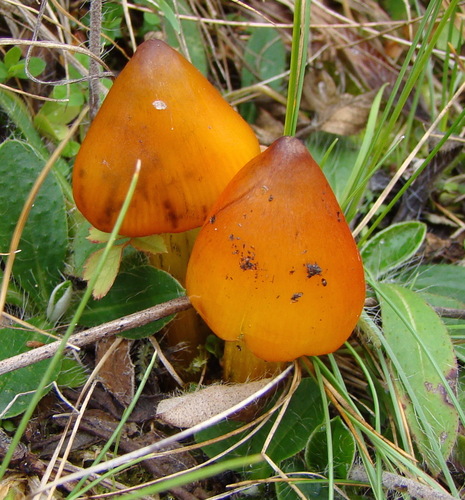 Witch's Hat