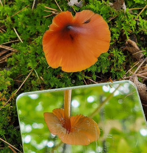 Witch's Hat