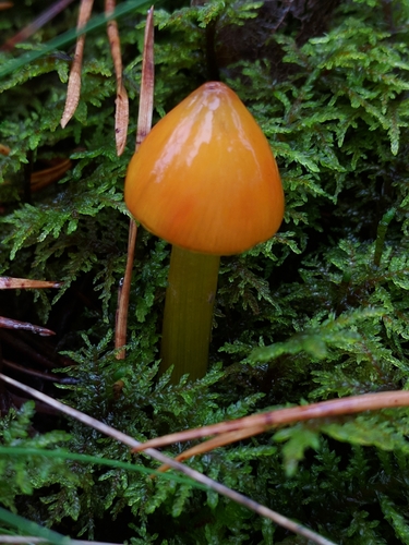 Witch's Hat