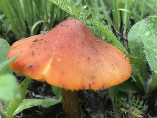 Witch's Hat