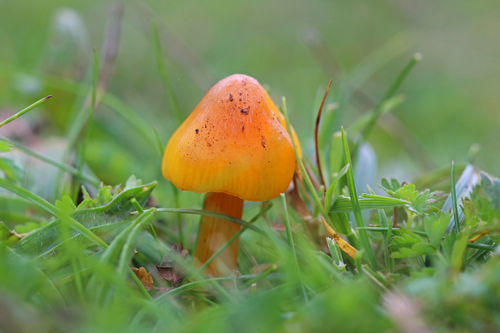 Witch's Hat
